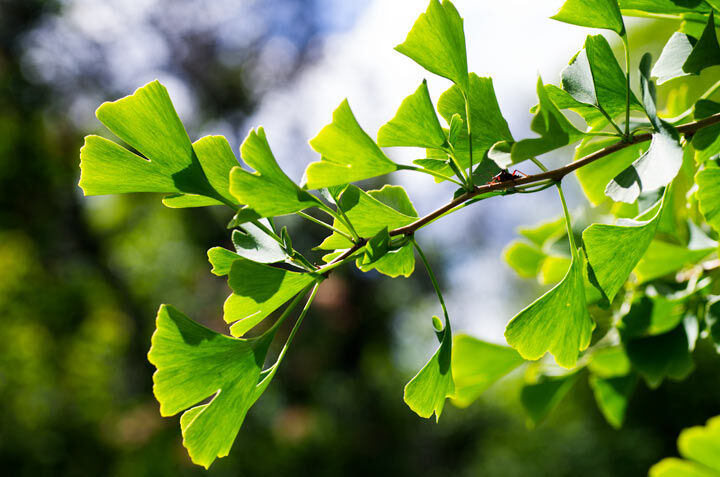 Ginkgo biloba tempeltre